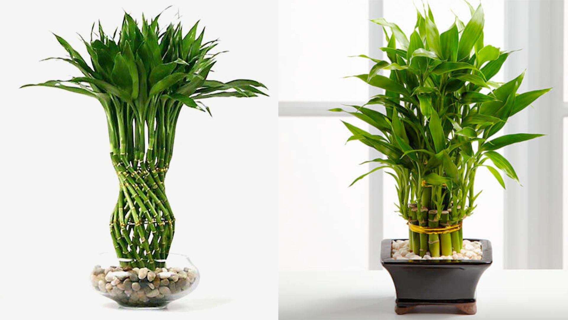 Công Dụng Của Cây Phát Tài